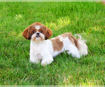 Blossom - Female Shih Tzu Puppy for Sale - Photo #4