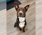 Small #3 Border Collie Mix