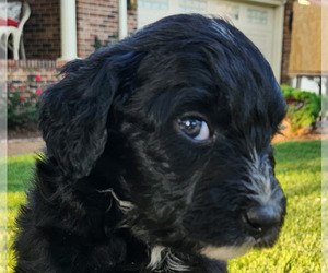 Aussiedoodle Puppy for sale in COLUMBIA, TN, USA