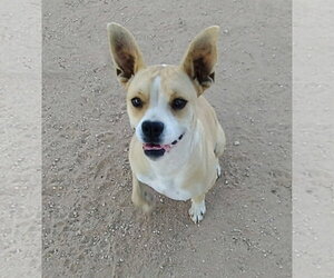 Luna - Female Beagle-Unknown Mix Dog for Adoption - Photo #3