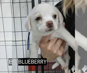 Mutt Dogs for adoption in GILBERTS, IL, USA