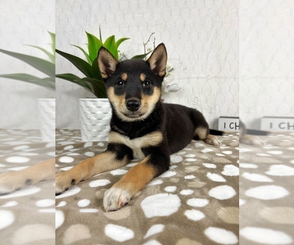 Medium Photo #2 Shiba Inu Puppy For Sale in INDIANAPOLIS, IN, USA
