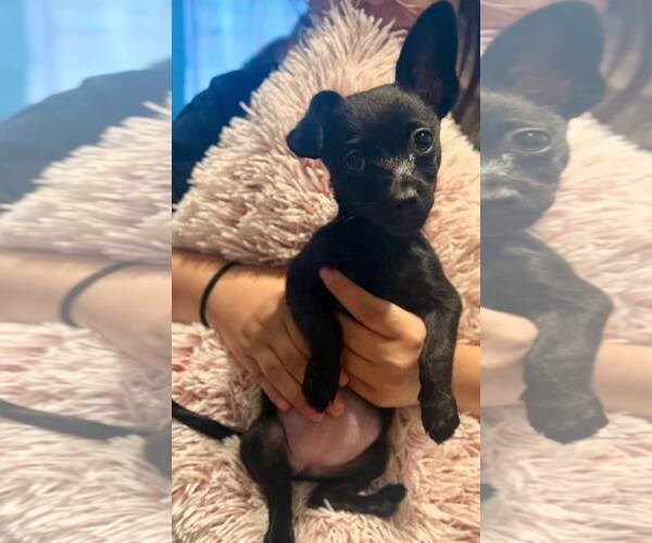 Medium Photo #1 Chihuahua-Unknown Mix Puppy For Sale in Peralta, NM, USA