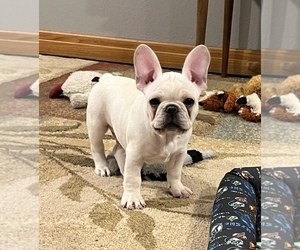 French Bulldog Puppy for sale in BOLIVAR, MO, USA