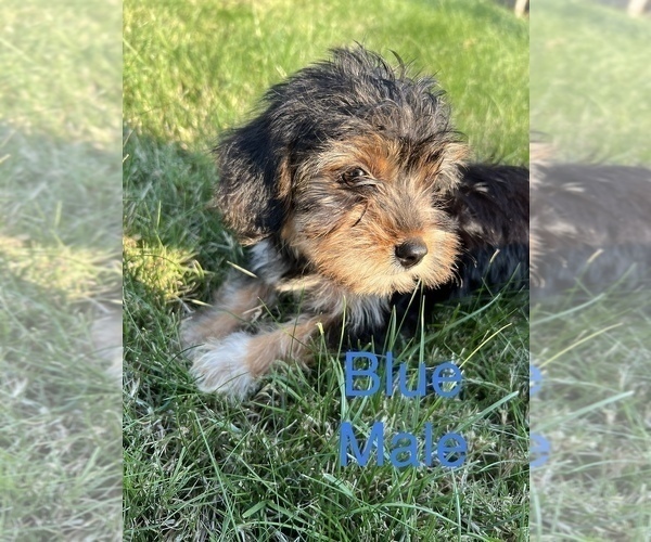 Medium Photo #4 Morkie Puppy For Sale in TACOMA, WA, USA
