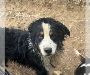 Bernese Mountain Dog Dogs for adoption in Foristell, MO, USA