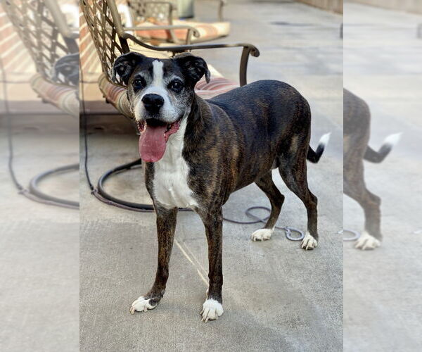 Medium Photo #1 Boxer Puppy For Sale in Austin, TX, USA