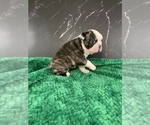 Small #8 Boston Terrier