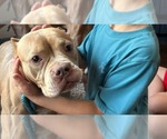 Small #1 Bulldog Mix
