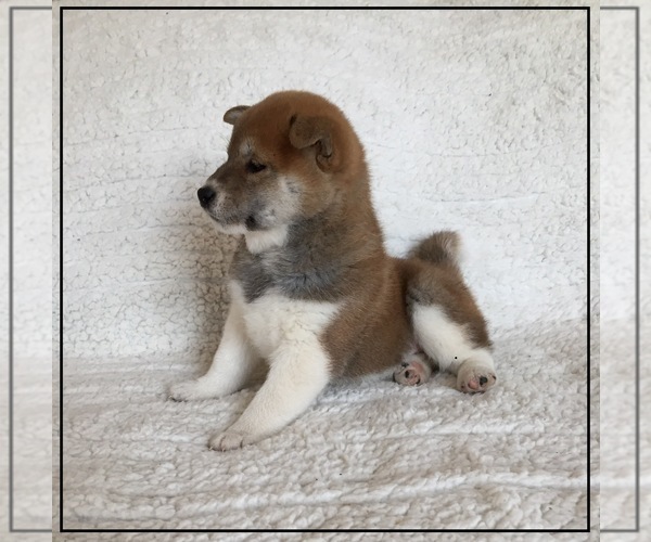 Medium Photo #6 Shiba Inu Puppy For Sale in FULTON, MO, USA