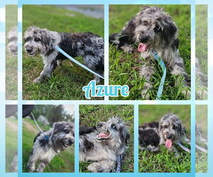 Aussiedoodle Dogs for adoption in Blacksburg, SC, USA