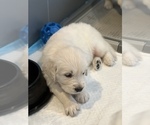 Small Photo #9 English Cream Golden Retriever Puppy For Sale in LINCOLN, CA, USA