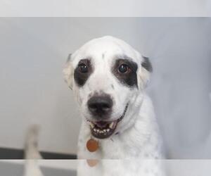 Border Collie-Unknown Mix Dogs for adoption in Mountain Home, AR, USA