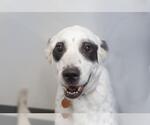Small Border Collie Mix