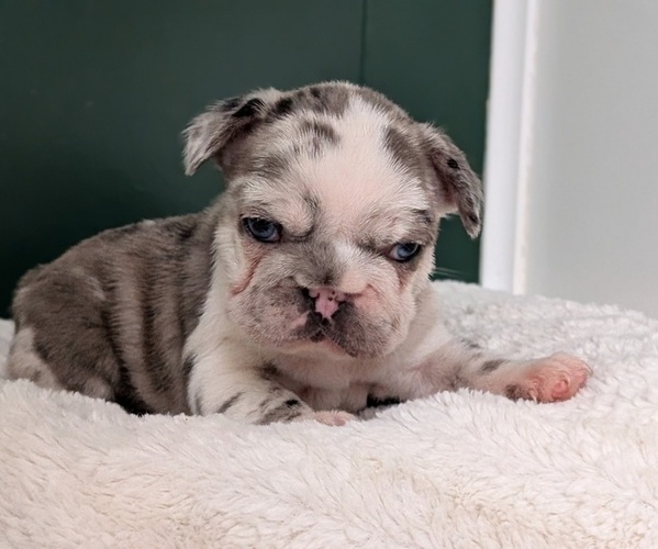 Medium Photo #3 French Bulldog Puppy For Sale in GOSHEN, IN, USA