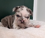 Small #2 French Bulldog