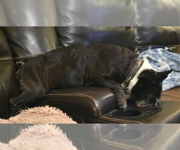 Medium Photo #3 Boston Terrier Puppy For Sale in Salt Lake City, UT, USA