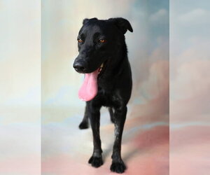 Labrador Retriever Dogs for adoption in Pasadena, CA, USA