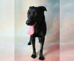 Small Labrador Retriever