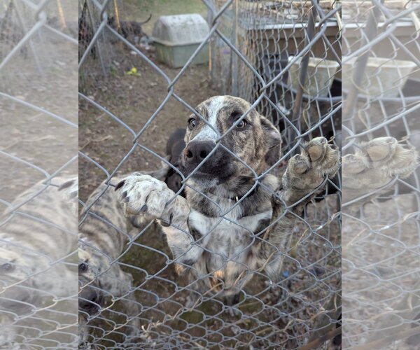 Medium Photo #11 Gerberian Shepsky Puppy For Sale in White Bluff, TN, USA