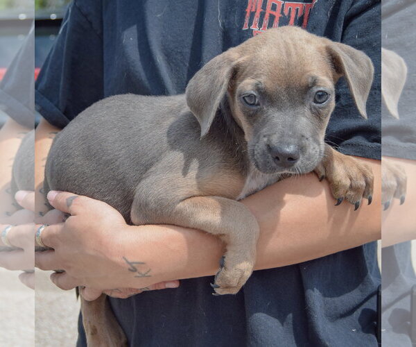 Medium Photo #2 Mutt Puppy For Sale in Huntley, IL, USA