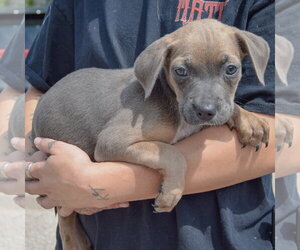 Carol - Female Mutt Dog for Adoption - Photo #2