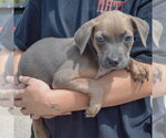 Small #1 Mutt