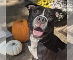 Small #9 American Bulldog Mix