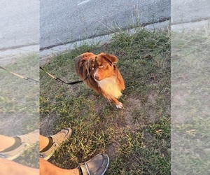 Father of the Miniature Australian Shepherd puppies born on 01/13/2025