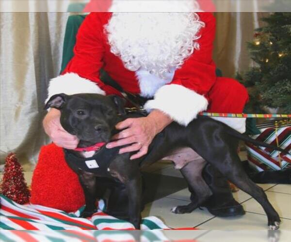 Medium Photo #1 American Pit Bull Terrier Puppy For Sale in Derwood, MD, USA