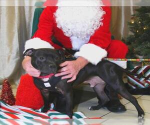 American Pit Bull Terrier Dogs for adoption in Derwood, MD, USA