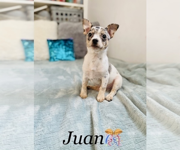Medium Photo #3 Chihuahua Puppy For Sale in COOKEVILLE, TN, USA