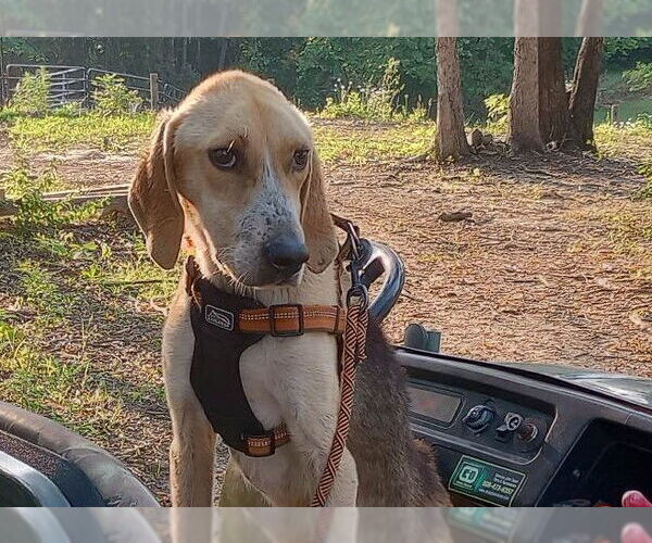 Medium Photo #3 Mutt Puppy For Sale in Spring Lake, NC, USA