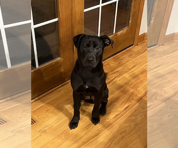 Medium Photo #3 Labrador Retriever-Unknown Mix Puppy For Sale in Plainfield, IL, USA