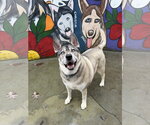 Lennox - Male Gerberian Shepsky Dog for Adoption - Small photo