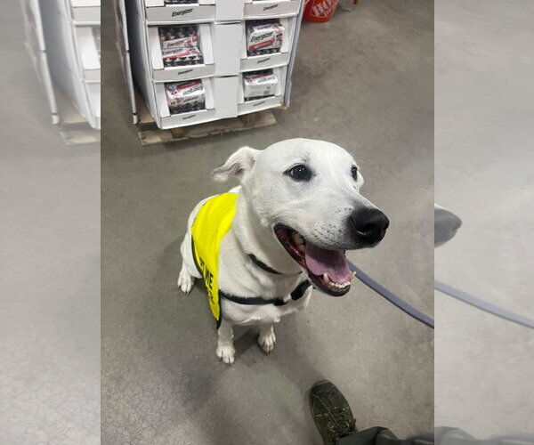 Medium Photo #3 Mutt Puppy For Sale in Brooklyn, NY, USA