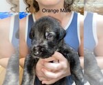 Puppy Orange Irish Wolfhound