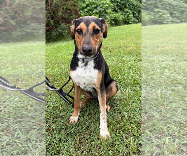 Medium Photo #1 Beagle-Unknown Mix Puppy For Sale in Attalka, AL, USA