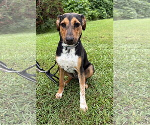 Beagle-Unknown Mix Dogs for adoption in Attalka, AL, USA