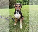 Small Beagle Mix