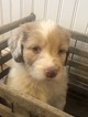 Small Photo #4 Aussiedoodle Puppy For Sale in ODIN, IL, USA