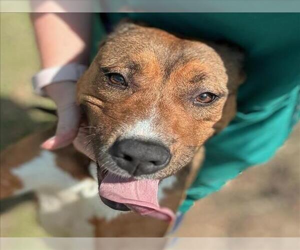 Medium Photo #2 American Pit Bull Terrier-German Shepherd Dog Mix Puppy For Sale in Texas City, TX, USA
