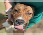 Small #1 American Pit Bull Terrier-German Shepherd Dog Mix