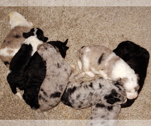 Sheepadoodle Puppy for sale in MILLERSBURG, OH, USA