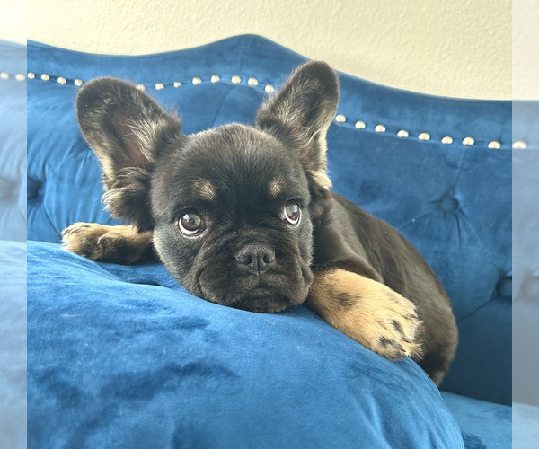 Medium Photo #6 French Bulldog Puppy For Sale in BLOOMINGTON, IN, USA