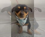 Small #4 Chiweenie