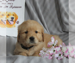 Small Photo #1 Golden Retriever Puppy For Sale in NEW HOLLAND, PA, USA