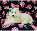 Small Photo #4 Samoyed Puppy For Sale in OXFORD, PA, USA