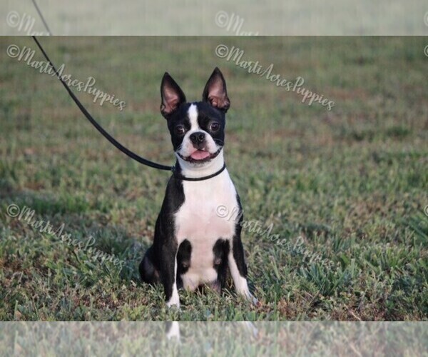 Medium Photo #1 Boston Terrier Puppy For Sale in LAMAR, MO, USA