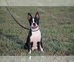 Small Photo #1 Boston Terrier Puppy For Sale in LAMAR, MO, USA
